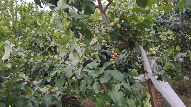 Здравствуй первый георгин.12.07.23.Сев.Каз..Ч.555. смотреть онлайн