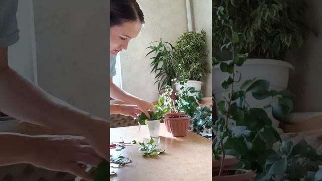 Фикусы. Али, Барок, Букле, Бенджамина. смотреть онлайн