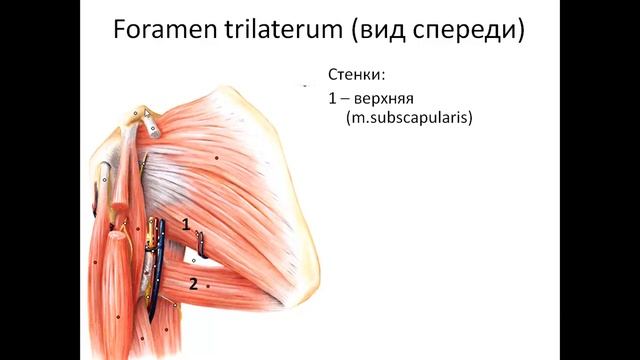 Топография верхней конечности смотреть онлайн