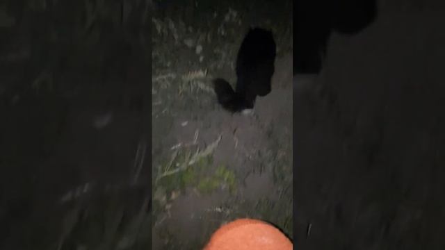 ночные разборки в джунглях смотреть онлайн