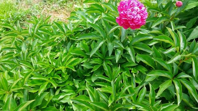 Успеть заметить красоту... смотреть онлайн