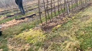 Красная смородина и крыжовник на шпалере (Польша) .