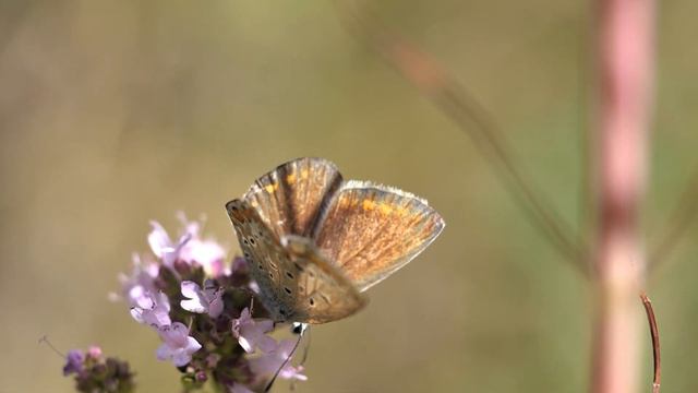Gartenimpressionen Juli 2022