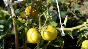 Томат  «Бычье сердце розовое» - крупноплодный детерминантный сорт