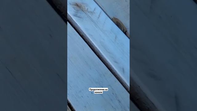Шлифовка дачной скамейки из поддонов и старых досок #дача #deko #Скамейкасвоимируками УДачники Везд смотреть онлайн
