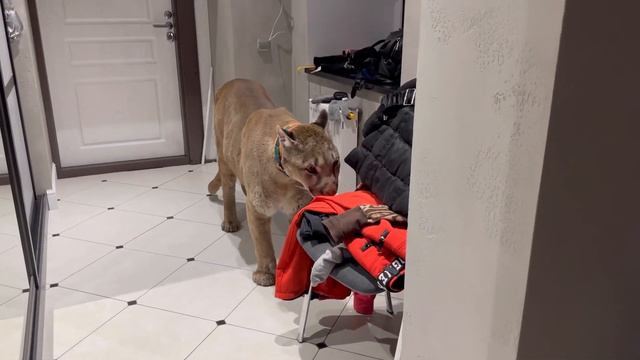 Пума Лондон обижает маму и шинкует капусту смотреть онлайн