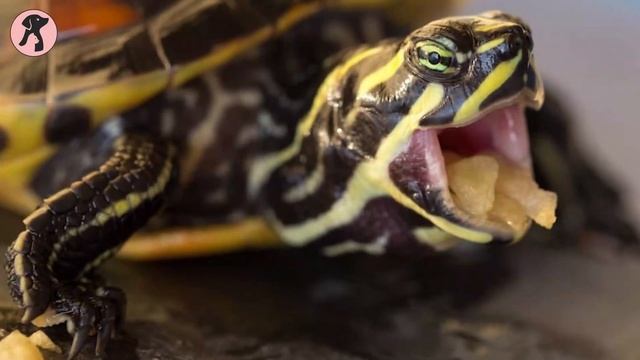 Don't Get Red Eared Slider Turtle Until You Watch This! смотреть онлайн