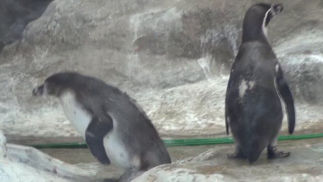 Московский Зоопарк. Пингвины бегают за солнечным зайчиком =)) смотреть онлайн