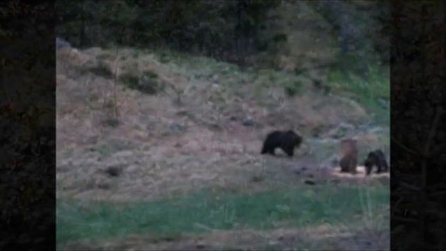 Brown bears (Ursus arctos arctos) Slovakia смотреть онлайн