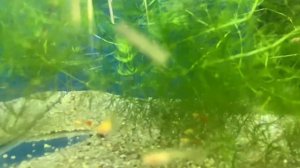 Кормление живородки чем и как ? Гуппи пецилия молли меченосцы