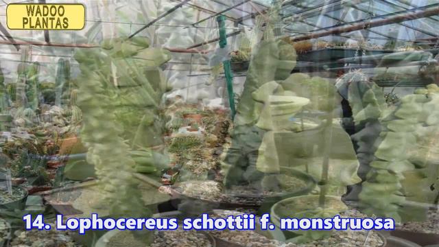 30 CACTUS SIN ESPINAS