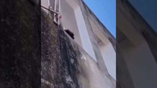 Преступника повязали.. смотреть онлайн