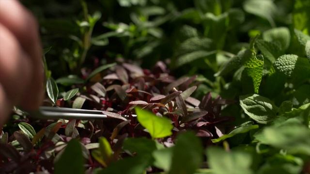 Beauty transcending time: 230 years of Flora Danica смотреть онлайн