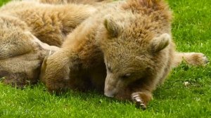 Релакс видео о природе в 4К