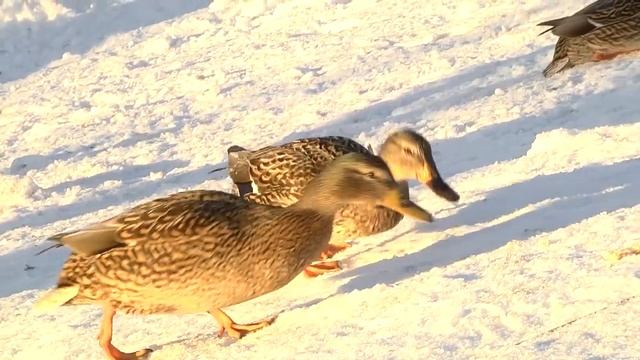 МелеУтки - новая достопримечательность смотреть онлайн