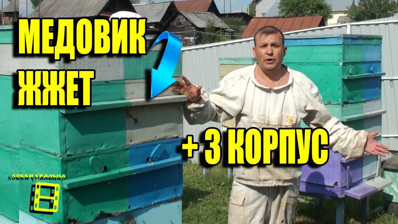 СТАВИМ 3 КОРПУСА НА УЛЬИ. СУПЕР СЕМЬЯ-МЕДОВИК В РАБОТЕ. ЛЮБИТЕЛЬСКОЕ ПЧЕЛОВОДСТВО ДЛЯ НАЧИНАЮЩИХ смотреть онлайн