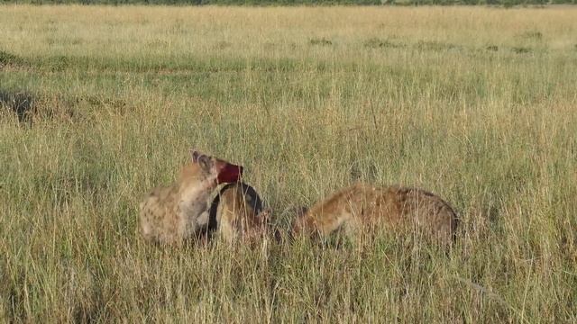 Eaten alive twice. Дважды съеденый заживо 18+ смотреть онлайн