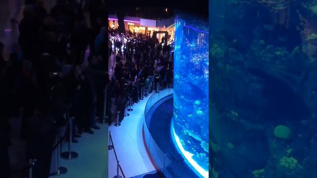 Morocco mall aquadream aquarium смотреть онлайн