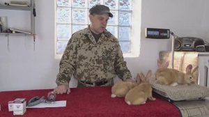 Вакцинация кроликов ВГБК, Миксоматоз, Пастереллёз в кролиководческом хозяйстве