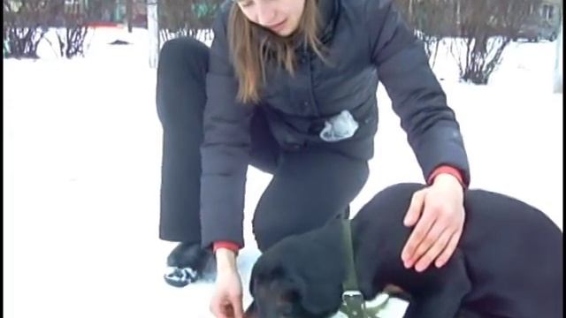 Дрессировка щенка Команда Лежать смотреть онлайн