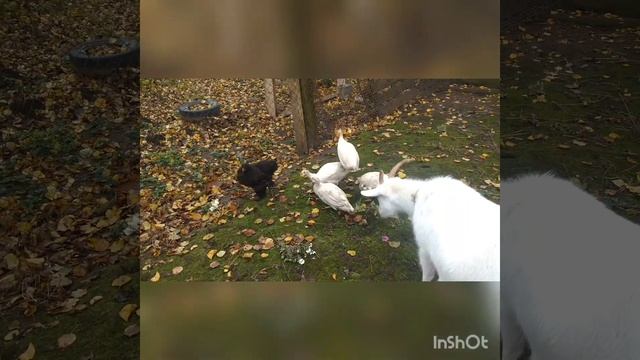 Утки Индийский бегунок. Цесарки , белого окраса смотреть онлайн