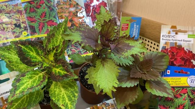 Особенности ухода за колеусом зимой. Полив, подкормки и размножение смотреть онлайн