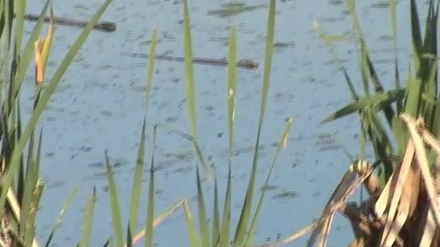 Широконоски и лысуха.avi смотреть онлайн