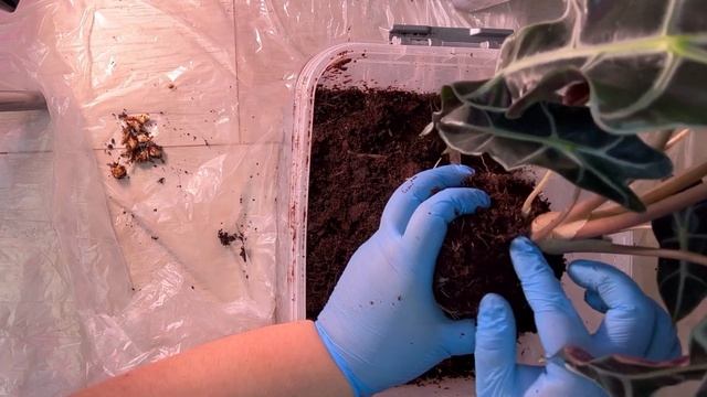 Алоказия Полли. Разговорная пересадка. ГНИЛЬ в закупке из Голландии?? смотреть онлайн