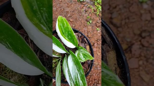scindapsus treubii moonlight Narrow leaf смотреть онлайн