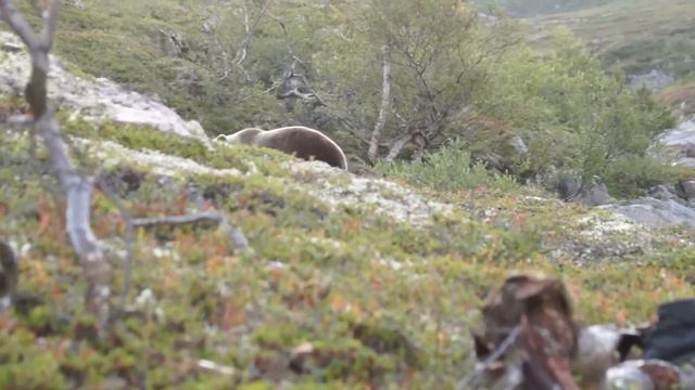 Мишка-воришка на Кольском смотреть онлайн