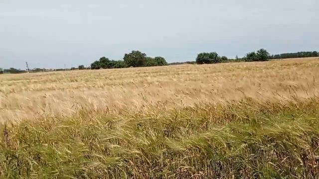 С козочками на прогулке.(Видео и Фото) смотреть онлайн