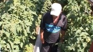 Устройство теплицы, заглубленной в землю: избегаем заморозка