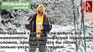 Первая подкормка чеснока и лука, самая эффективная подкормка от холода и стресса всех растений.