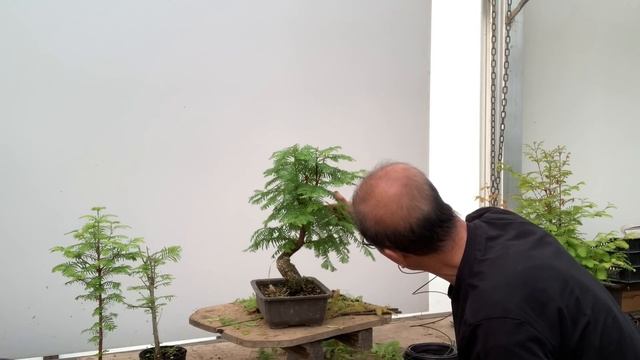 Creating A Dawn Redwood Bonsai - Part 1