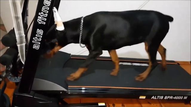 5.5 Aylık Ayıcık Tartıda ve Sonrasında Spor смотреть онлайн