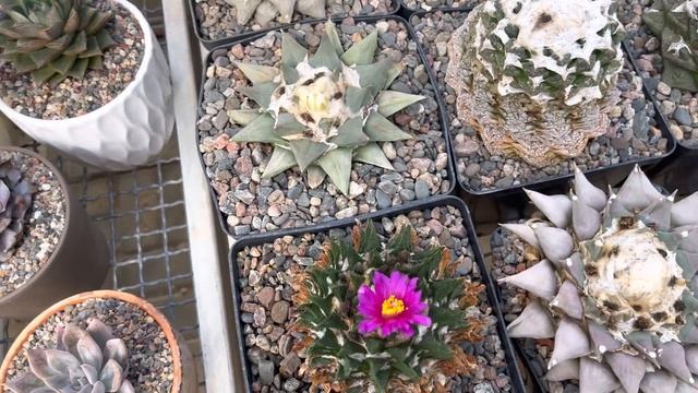 Ариокарпусы цветут в моей коллекции. Ariocarpus collection. Rare cactus blooming смотреть онлайн