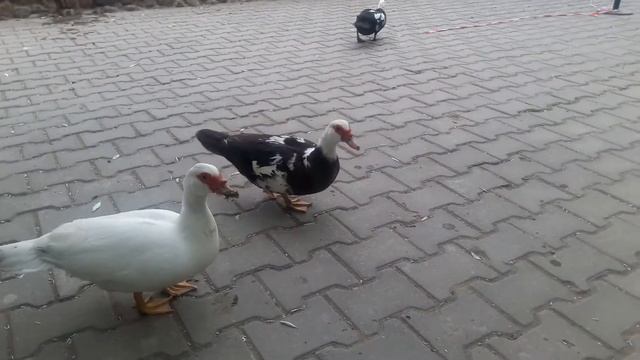 Зоопарк . Тошкент смотреть онлайн