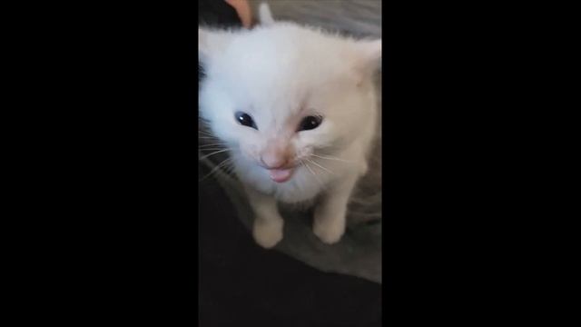 Hi Herbert part 4 смотреть онлайн