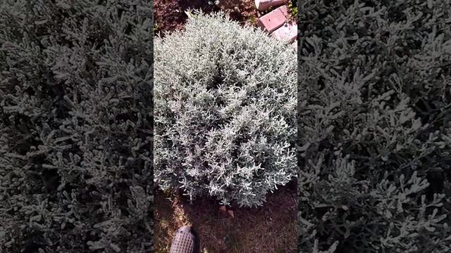 Деление сантолины. 1сентября. смотреть онлайн