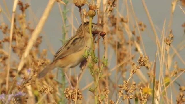 Zitting Cisticola, Beccamoschino (Cisticola juncidis) смотреть онлайн