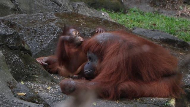 Preserve Pongo pygmaeus (Orangutan), together with Taman Safari Indonesia II Jatim смотреть онлайн