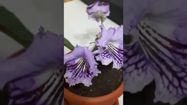 Dem - ЧАРОИТ, стрептокарпус смотреть онлайн