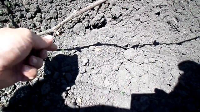 Обломка зеленых побегов винограда смотреть онлайн