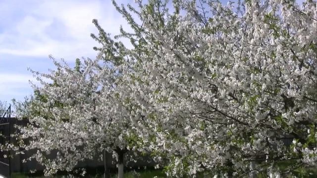 ЦВЕТУЩЕЙ ВИШНИ АРОМАТ (Cherry Tree Flowers Blossoms) смотреть онлайн