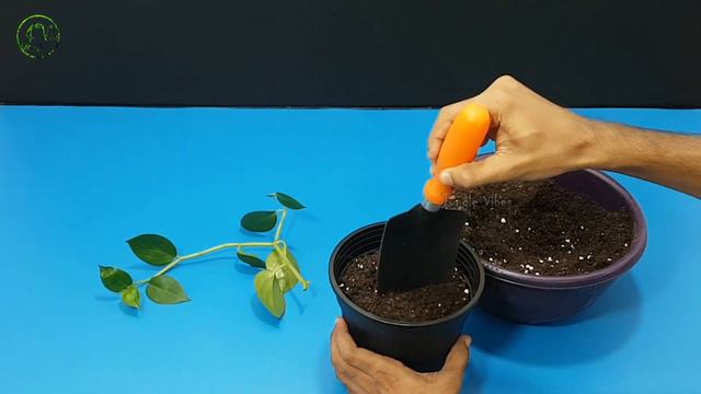 How To Grow Peperomia Scandens Plant At Home Fast & Easy| How To Propagate Peperomia Scandens