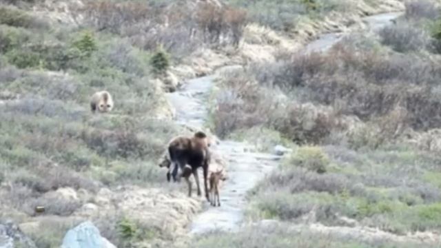 Лосиха защищает детёнышей от медведя смотреть онлайн