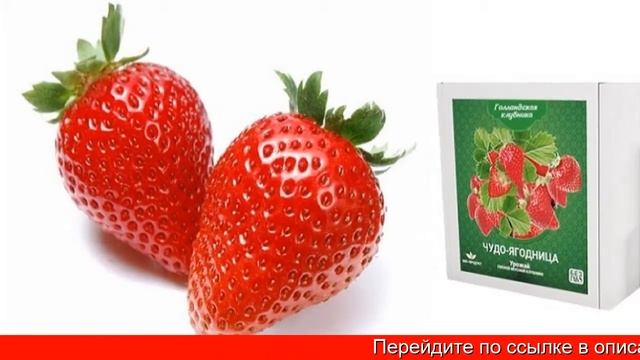 Чудо ягодница сказочный сбор клубника отзывы смотреть онлайн