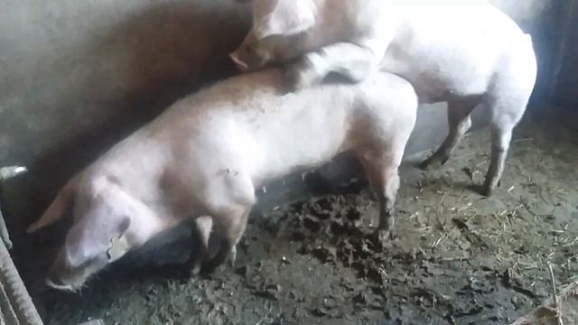 Половая охота у свиней ч. 2