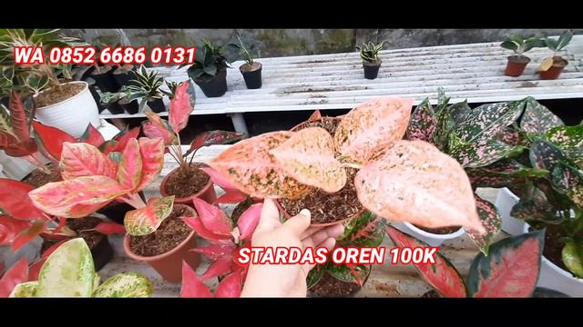 SALE AGLONEMA TANIAN LOKAL DENGAN KUALITAS TINGGI DAN HARGA PALING EKONOMIS смотреть онлайн