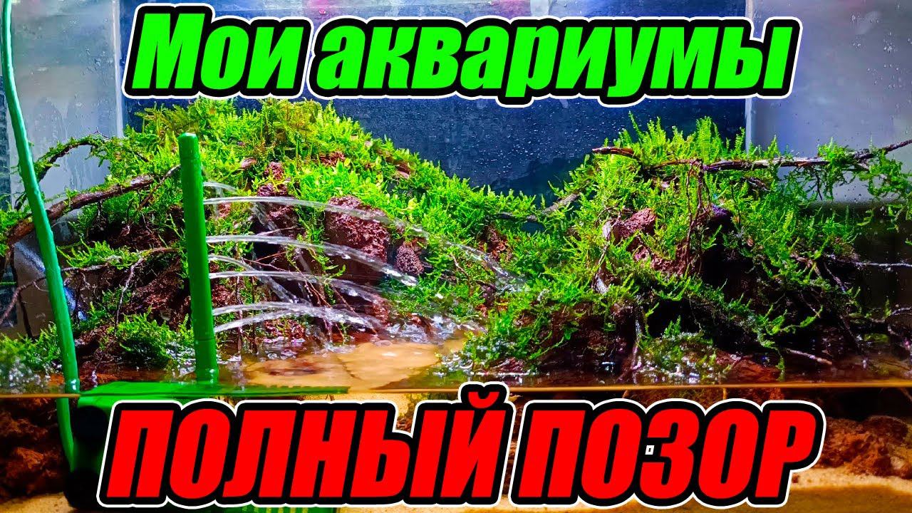Обзор разводни аквариумных рыб и растений! ЭТО ПОЛНЫЙ ПОЗОР! смотреть онлайн